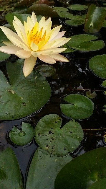 Unduh gratis Lotus Flowers Outdoor - foto atau gambar gratis untuk diedit dengan editor gambar online GIMP