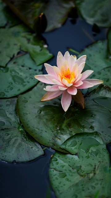 Free download lotus flowers petal pink blade free picture to be edited with GIMP free online image editor