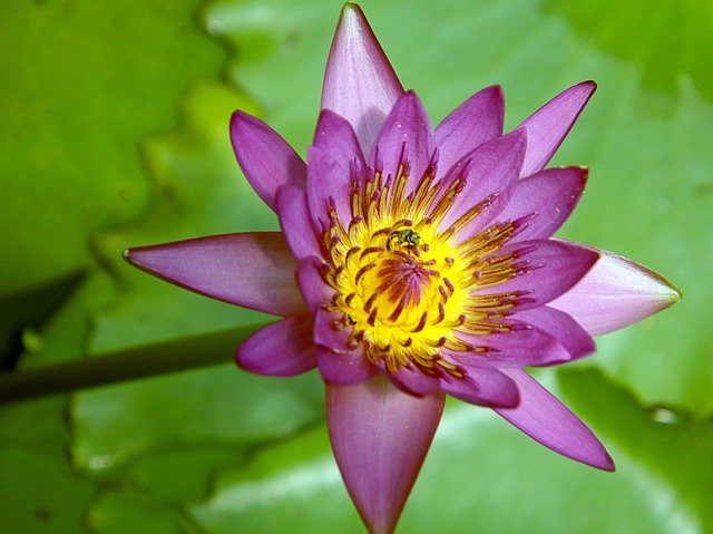 Free picture Lotus Flowers The Garden -  to be edited by GIMP free image editor by OffiDocs