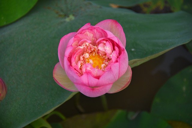 Free picture Lotus Flowers Throat Red -  to be edited by GIMP free image editor by OffiDocs