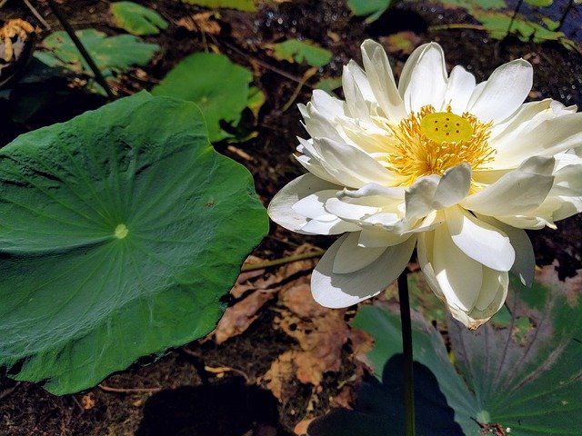 Free download Lotus Flower Summer -  free free photo or picture to be edited with GIMP online image editor
