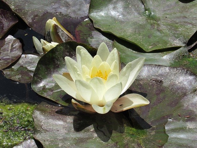 Free download Lotus Flower Summer Water Still -  free photo or picture to be edited with GIMP online image editor