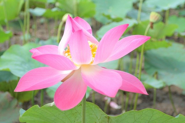 Free download Lotus Flowers Vietnam Cell -  free photo or picture to be edited with GIMP online image editor