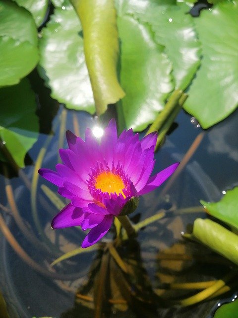 Free picture Lotus Flower Violet -  to be edited by GIMP free image editor by OffiDocs