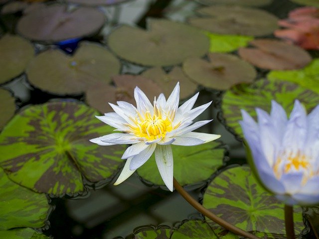 Descarga gratuita Lotus Flower Water - foto o imagen gratuita para editar con el editor de imágenes en línea GIMP