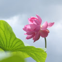 Lotus in the wind  screen for extension Chrome web store in OffiDocs Chromium