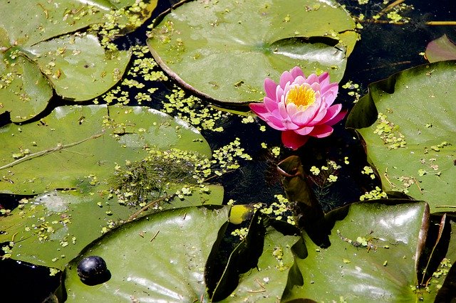 Unduh gratis Lotus Lake Flower - foto atau gambar gratis untuk diedit dengan editor gambar online GIMP