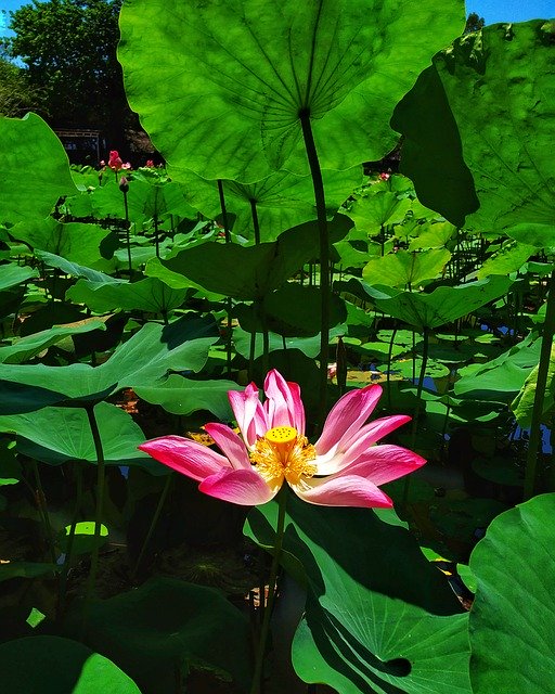 Free download Lotus Leaf Lake -  free photo or picture to be edited with GIMP online image editor