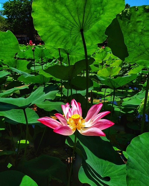 Bezpłatne pobieranie Lotus Leaf Lake - bezpłatne zdjęcie lub obraz do edycji za pomocą internetowego edytora obrazów GIMP