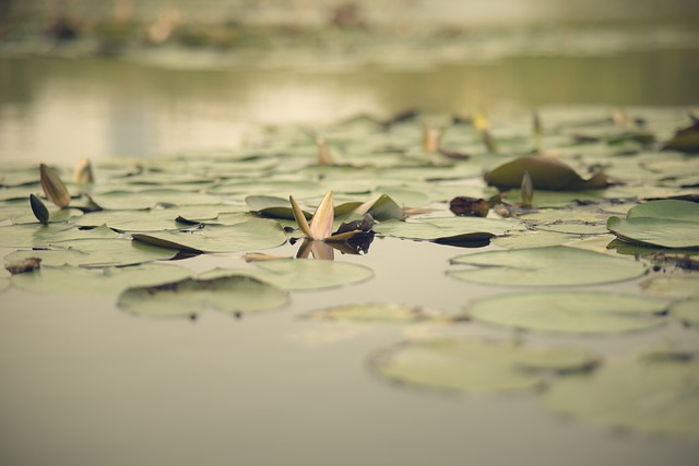 Free download lotus leaf lotus aquatic plant free picture to be edited with GIMP free online image editor