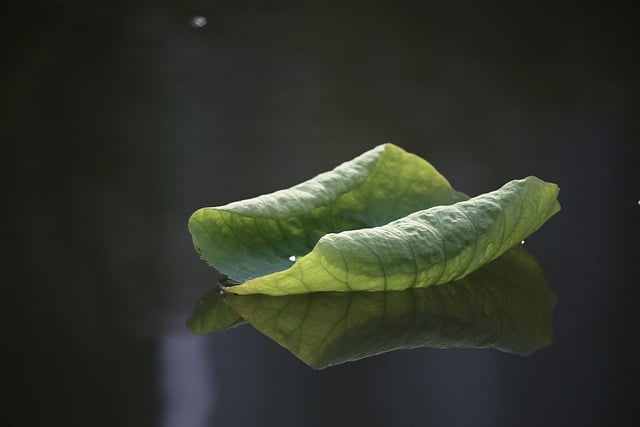 Free download lotus leaf summer nature free picture to be edited with GIMP free online image editor