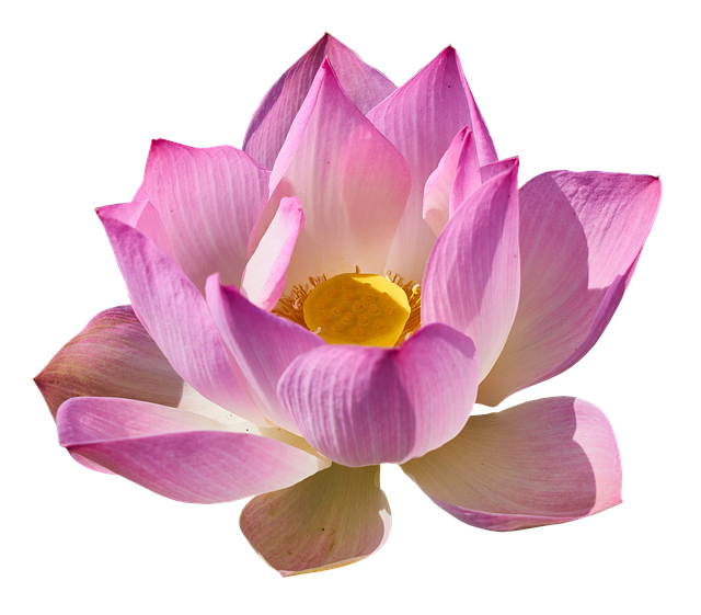 Free download lotus lily lotus png lily png free picture to be edited with GIMP free online image editor