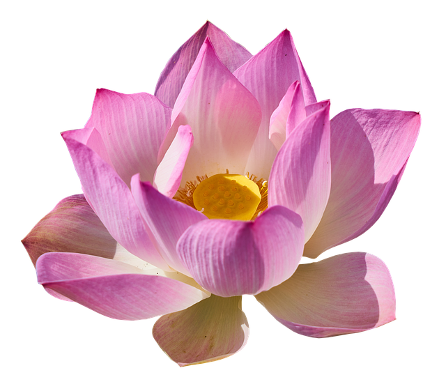 Free download lotus lily lotus png lily png free picture to be edited with GIMP free online image editor