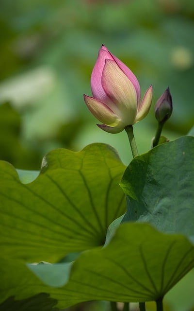 Free download lotus lotus leaf pods pond outdoor free picture to be edited with GIMP free online image editor
