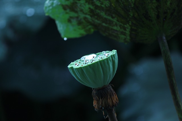 Free download lotus lotus pond flower ii sen free picture to be edited with GIMP free online image editor