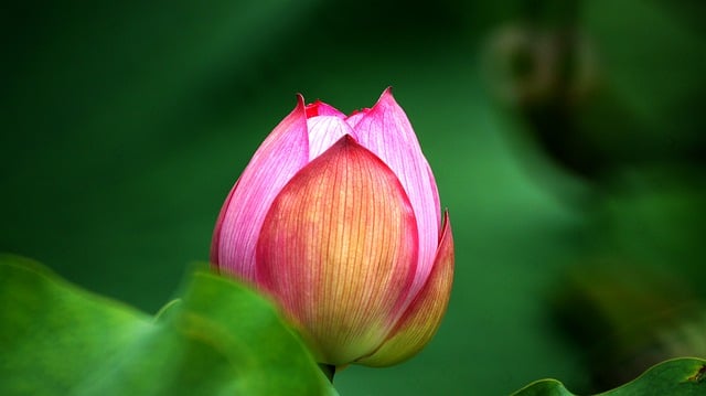 Free download lotus park nature summe free picture to be edited with GIMP free online image editor