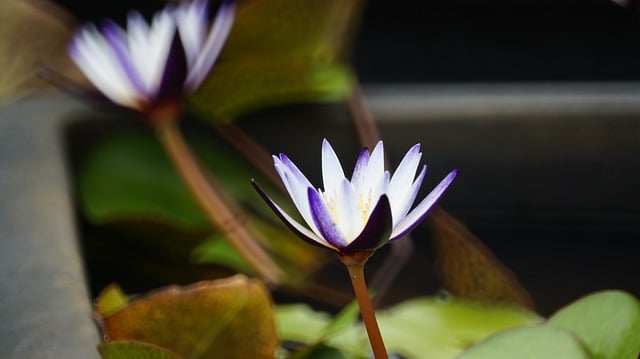 Free download lotus park nature summer free picture to be edited with GIMP free online image editor