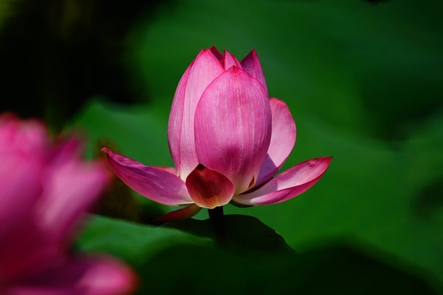 Free download lotus park nature summer flowers free picture to be edited with GIMP free online image editor