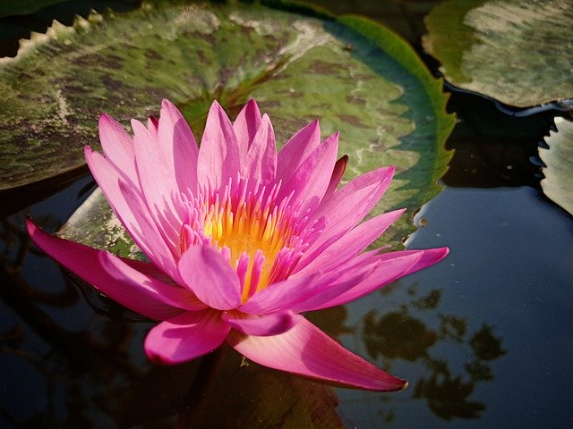 Free download Lotus Peace Meditation -  free photo or picture to be edited with GIMP online image editor