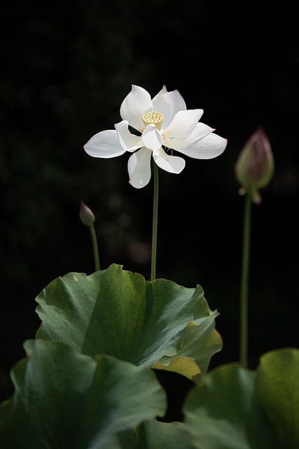 免费下载莲花花瓣白色池塘自然免费图片可使用 GIMP 免费在线图像编辑器进行编辑