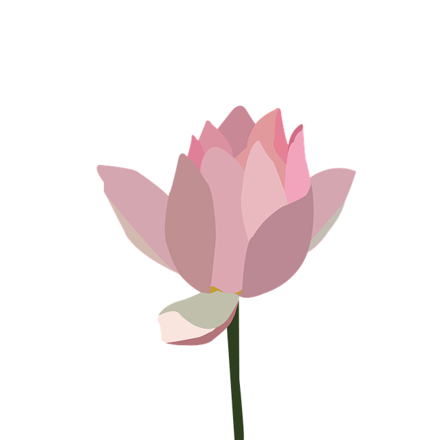 Free download Lotus Pink Flower -  free photo or picture to be edited with GIMP online image editor