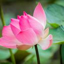 Lotus Pink flower Blooming image  screen for extension Chrome web store in OffiDocs Chromium