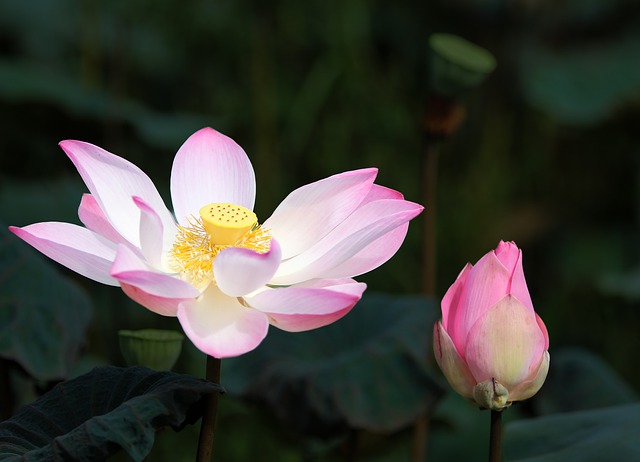 Free graphic lotus pink lotus waterlilies to be edited by GIMP free image editor by OffiDocs