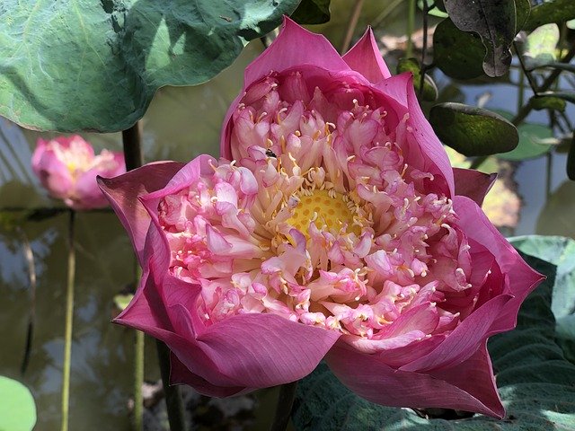 Download gratuito di Lotus Pink Nature: foto o immagini gratuite da modificare con l'editor di immagini online GIMP