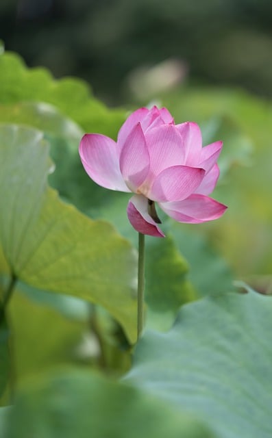 Free download lotus pink pink flower free picture to be edited with GIMP free online image editor