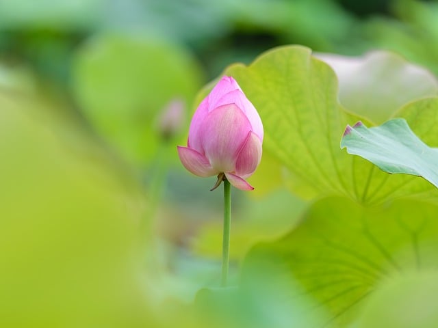 Free download lotus pods lotus leaf pond natural free picture to be edited with GIMP free online image editor