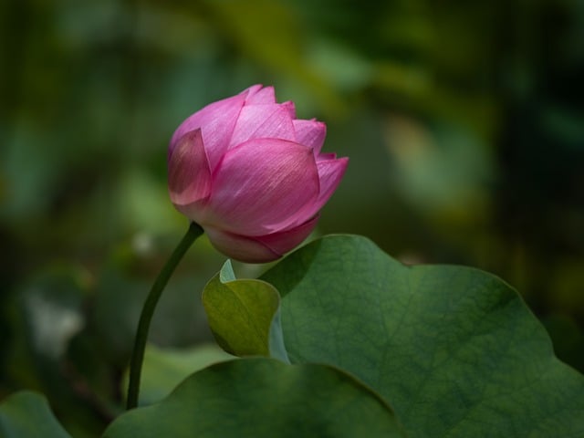 Free download lotus pods pink lotus leaf pond free picture to be edited with GIMP free online image editor