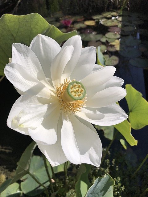 Téléchargement gratuit de Lotus Pond Blossom - photo ou image gratuite à éditer avec l'éditeur d'images en ligne GIMP