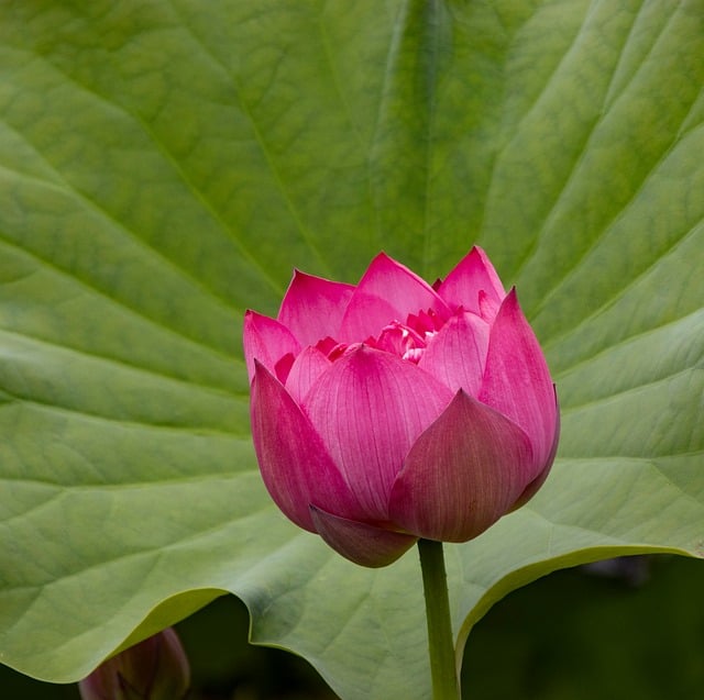 Free download lotus pond flower plant bloom free picture to be edited with GIMP free online image editor