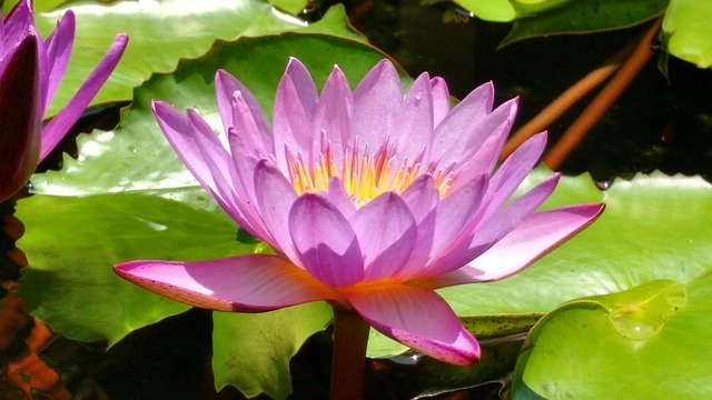 Download grátis Lotus Pond Nature - foto ou imagem gratuita para ser editada com o editor de imagens online do GIMP