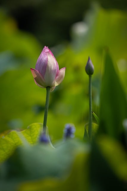 Free download lotus pond outdoors flower bud free picture to be edited with GIMP free online image editor