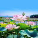 lotus pond wallpaper under blue sky  screen for extension Chrome web store in OffiDocs Chromium