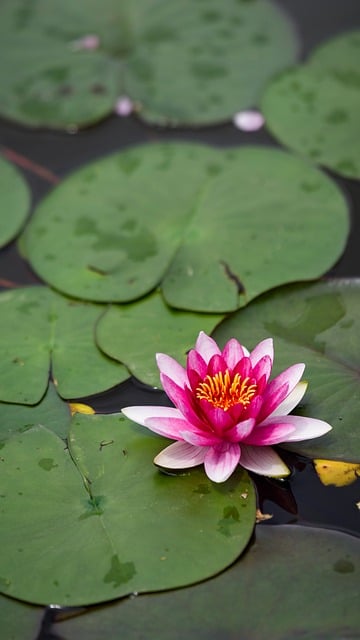 Free download lotus red petal flower leaf free picture to be edited with GIMP free online image editor
