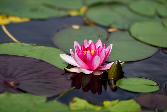 Free download lotus red petal flowers blade free picture to be edited with GIMP free online image editor