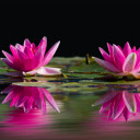 Lotus Reflection Theme  screen for extension Chrome web store in OffiDocs Chromium