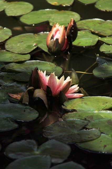 Free download Lotus River -  free photo or picture to be edited with GIMP online image editor