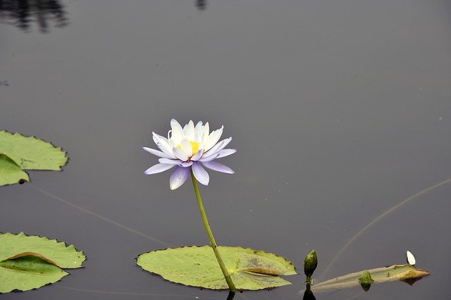 Download grátis Lotus Semi Circle Nature Water - foto ou imagem gratuita a ser editada com o editor de imagens online do GIMP