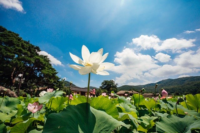 Téléchargement gratuit de Lotus Sky Nature - photo ou image gratuite à modifier avec l'éditeur d'images en ligne GIMP