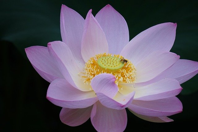 Free download Lotus Summer Flowers -  free photo or picture to be edited with GIMP online image editor