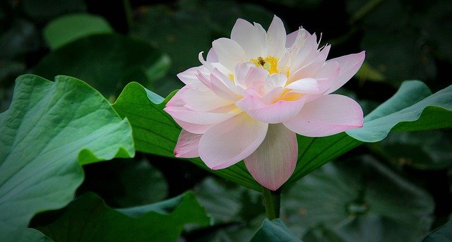 تنزيل Lotus Summer Spring مجانًا - صورة مجانية أو صورة لتحريرها باستخدام محرر الصور عبر الإنترنت GIMP