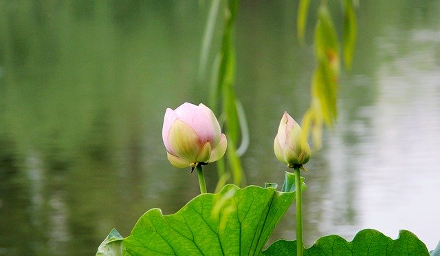 Unduh gratis Lotus To Be Placed Living Foods - foto atau gambar gratis untuk diedit dengan editor gambar online GIMP
