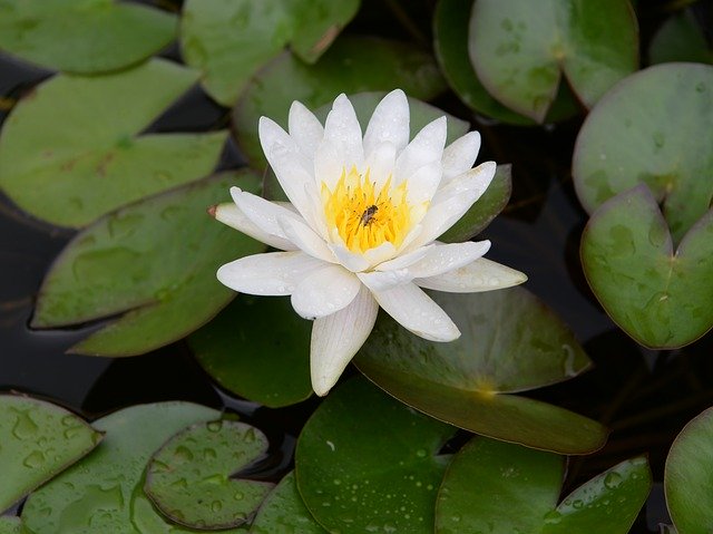 Téléchargement gratuit de fleur d'eau de lotus - photo ou image gratuite à éditer avec l'éditeur d'images en ligne GIMP