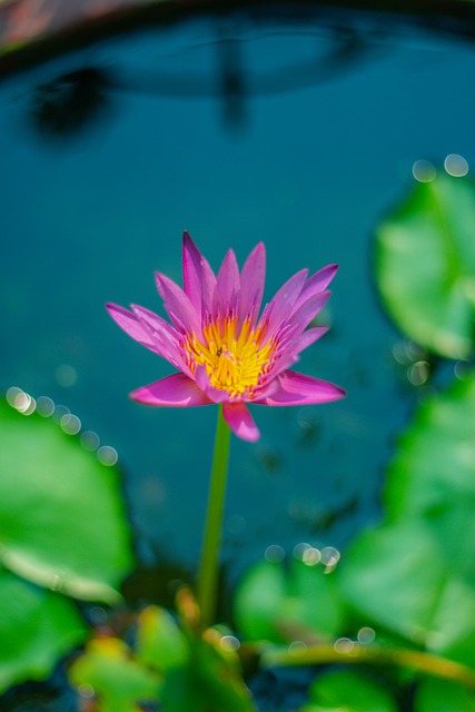 Free download lotus water flower pond plants free picture to be edited with GIMP free online image editor