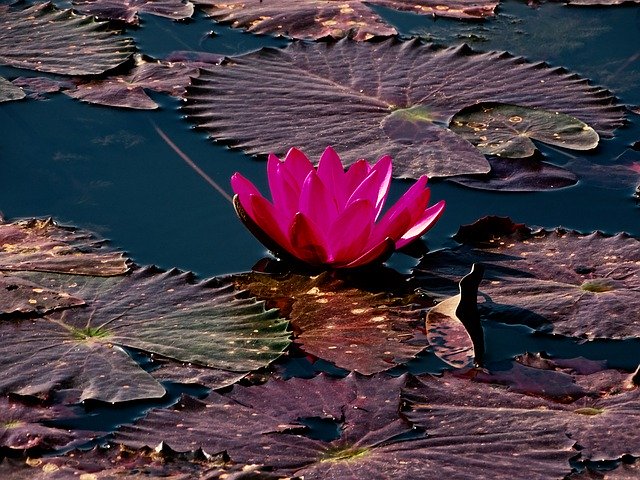 Muat turun percuma Lotus Water Lily Flower - foto atau gambar percuma untuk diedit dengan editor imej dalam talian GIMP