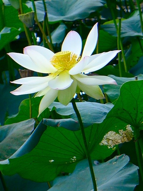 Download gratuito Lotus White: foto o immagini gratuite da modificare con l'editor di immagini online GIMP