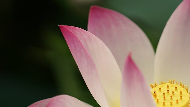 Free download lotus white flower flower close up free picture to be edited with GIMP free online image editor